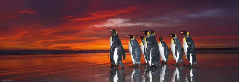 kongens pingviner - 1000 brikker puslespil fra Heye